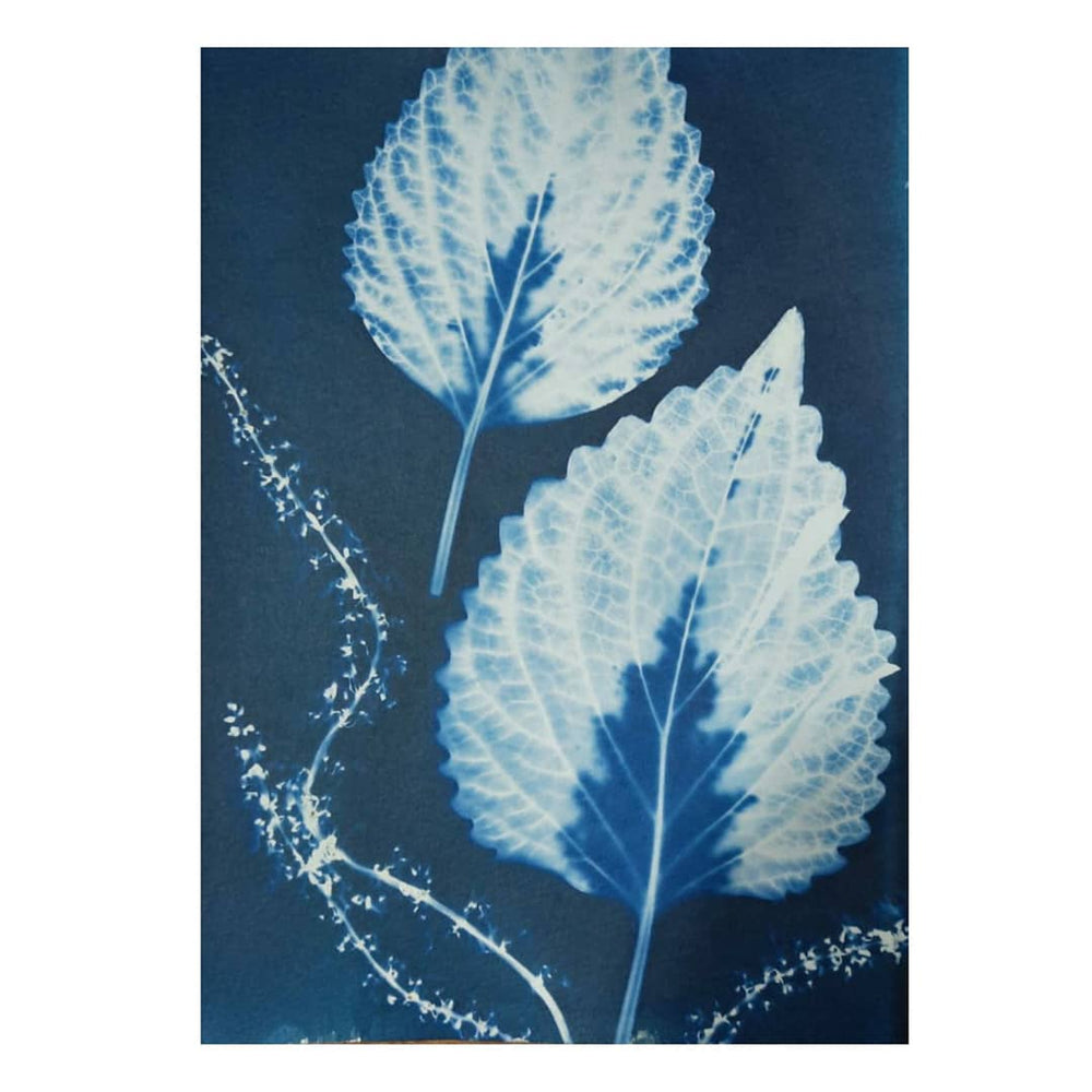 Precoated Cyanotype Paper (A5)