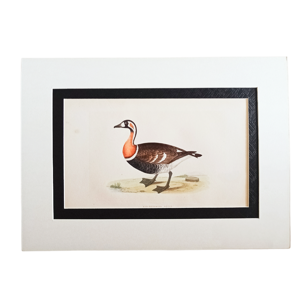 Handcoloured Wood Cut Engraving - Red Breasted Goose