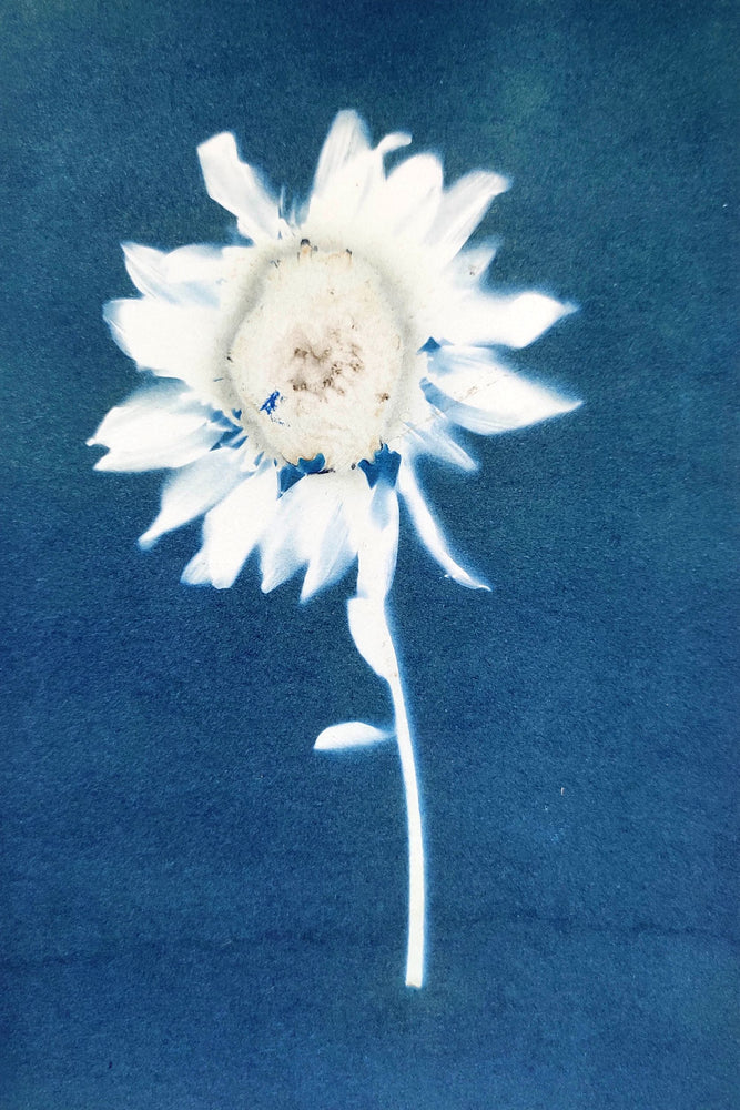 Marguerite Daisy - Argyranthemum Frutescens (Chrysanthemum Frutescens)