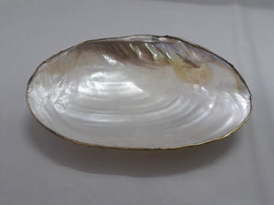 Shell Trays