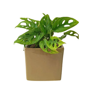 
                
                    Load image into Gallery viewer, Ceramic Planter - Olive Green
                
            