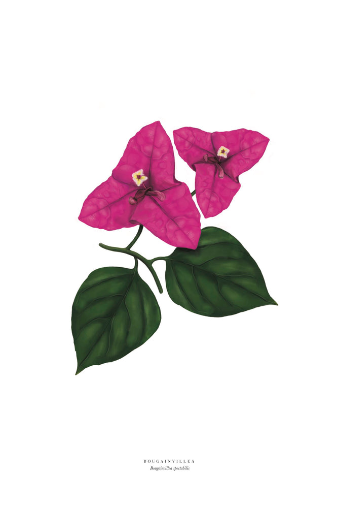
                
                    Load image into Gallery viewer, BOUGAINVILLEA
                
            