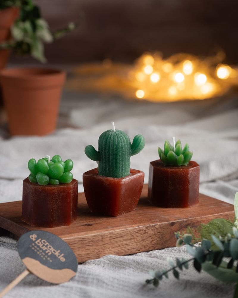 Box Set of 3 Cactus Candles