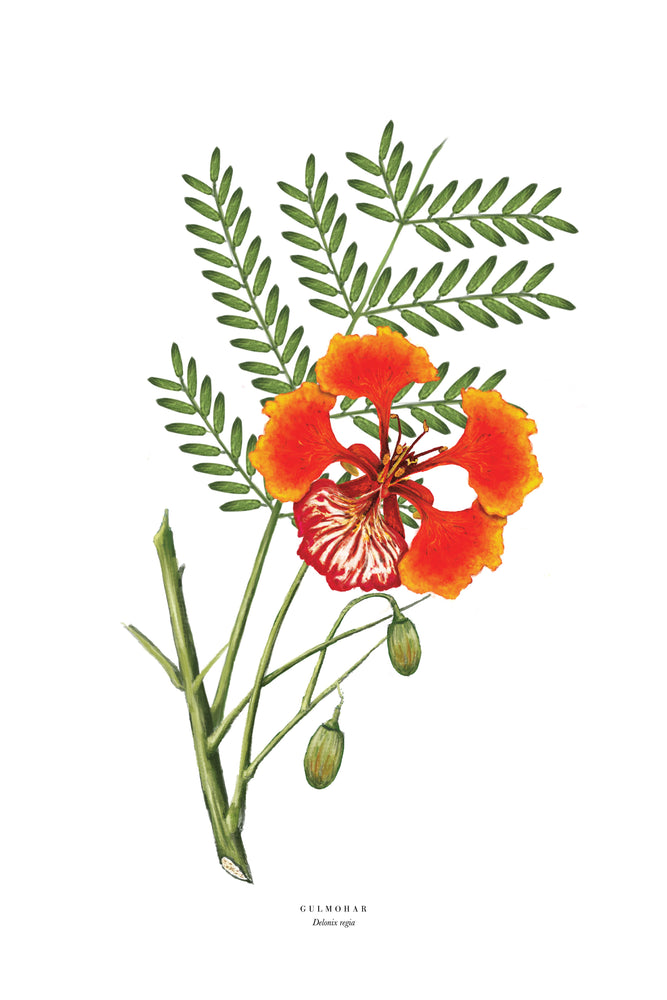 Premium Vector | Krisnochura flower, royal poinciana