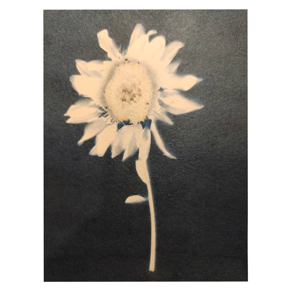 Precoated Cyanotype Greeting Cards