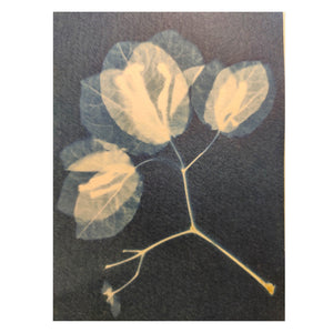 
                
                    Load image into Gallery viewer, Precoated Cyanotype Postcards
                
            