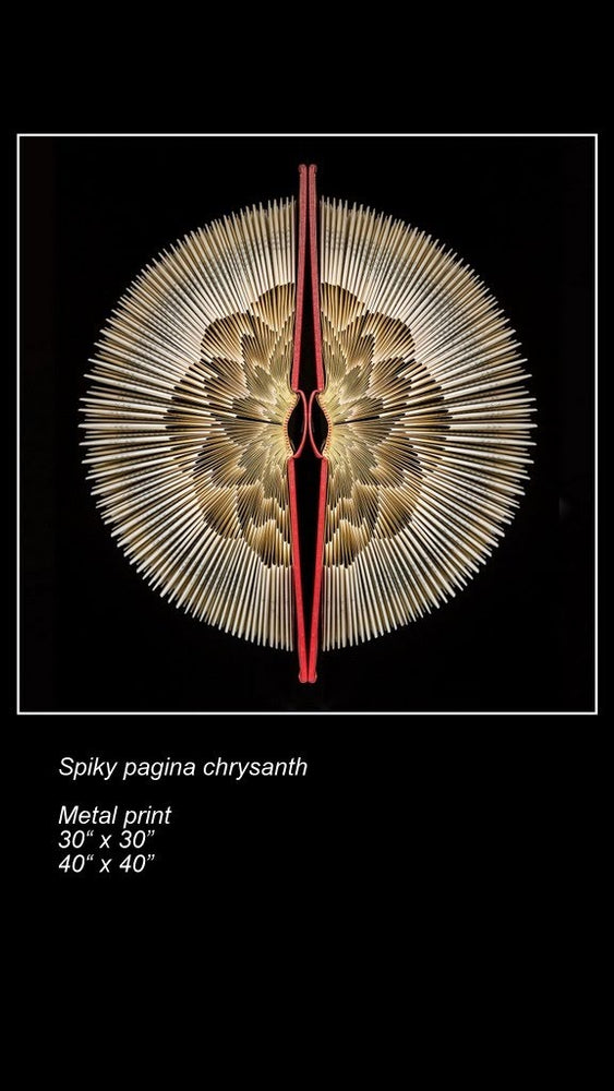 Spiky Pagina Chrysanth
