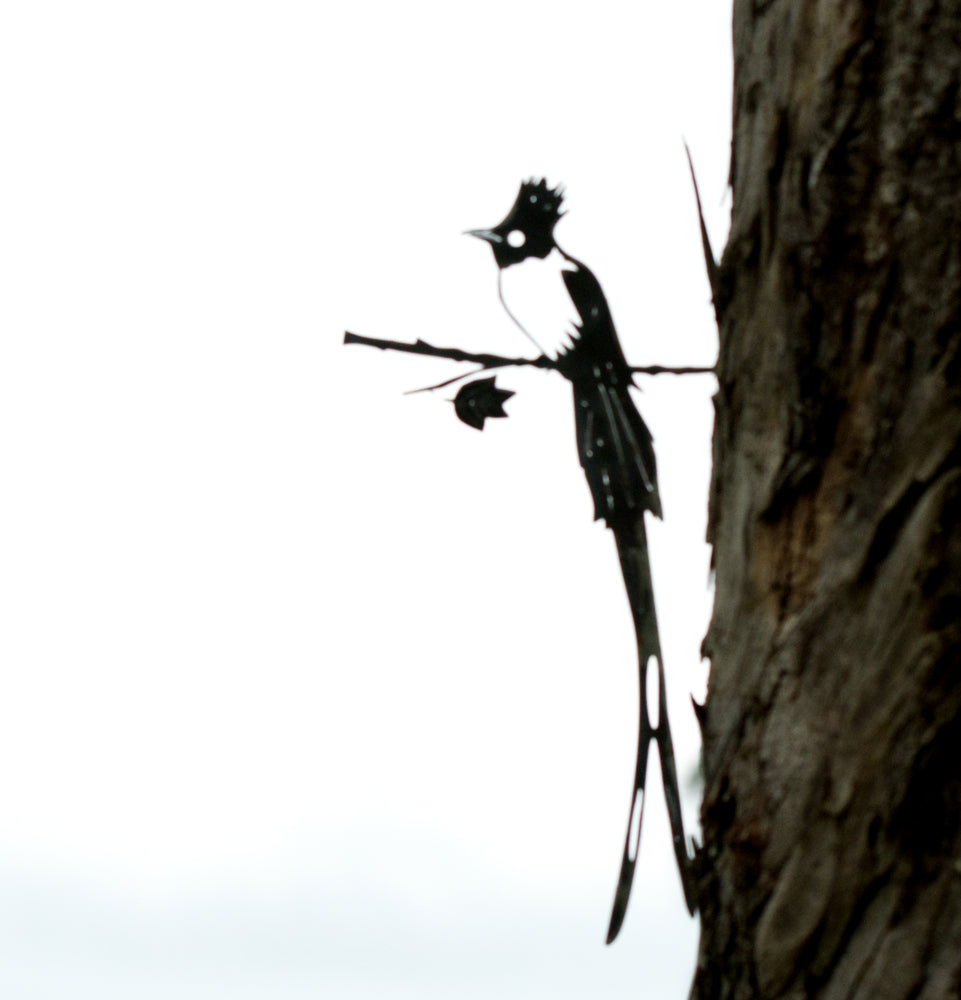 
                
                    Load image into Gallery viewer, Paradise Flycatcher
                
            