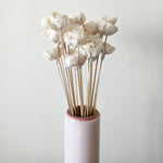 Shola Roses - Bunch of 25